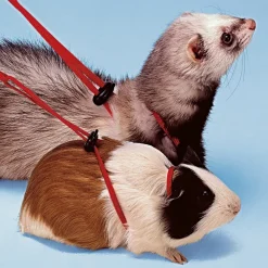 Accessoires pour rongeurs ferplast ny rod furet cochon d’inde laisse réglable