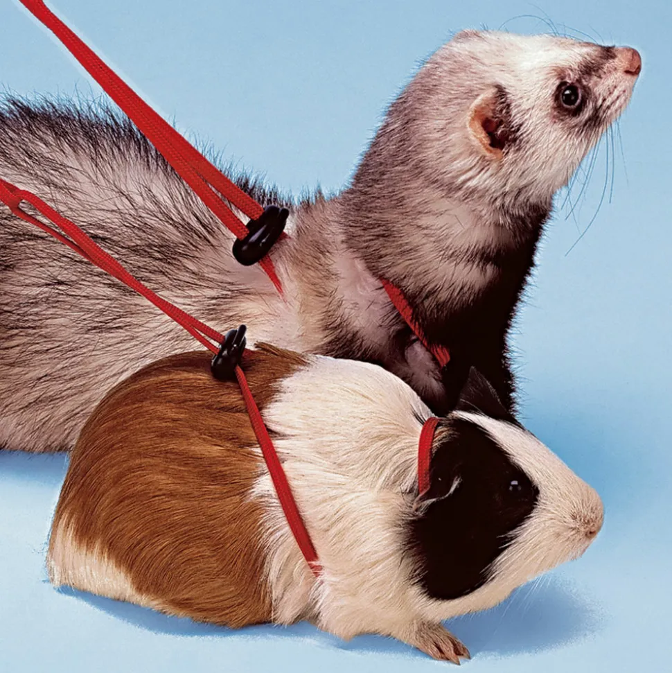 Accessoires pour rongeurs ferplast ny rod furet cochon d’inde laisse réglable