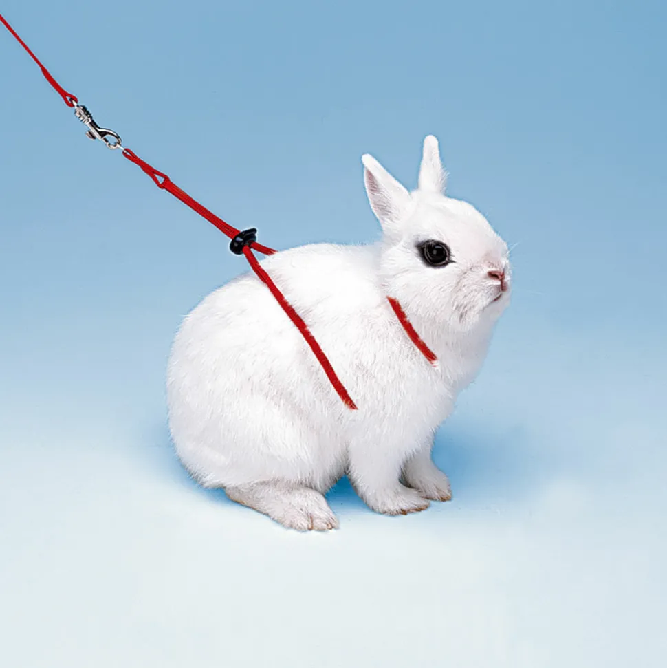 Accessoires rongeurs ferplast ny rab laisse harnais lapin réglable