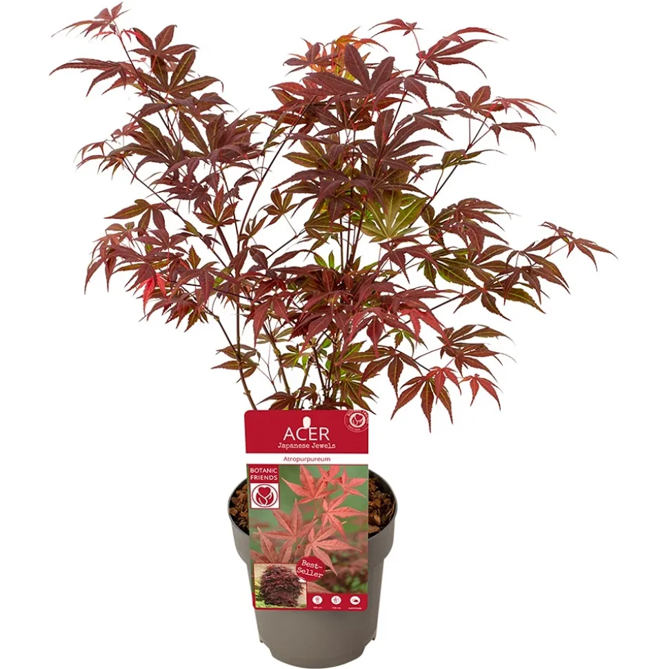 Acer, Erable du Japon, variétés variables - pot D15cm