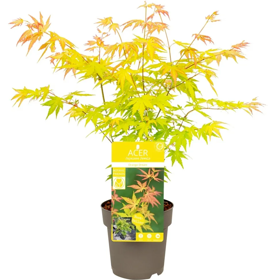 Acer, Erable du Japon, variétés variables - pot D15cm