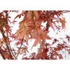 Acer, Erable du Japon, variétés variables : pot 10L