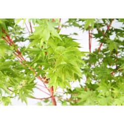 Acer, Erable du Japon, variétés variables : pot 10L