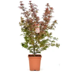 Acer palmatum, variétés variables : pot 14L