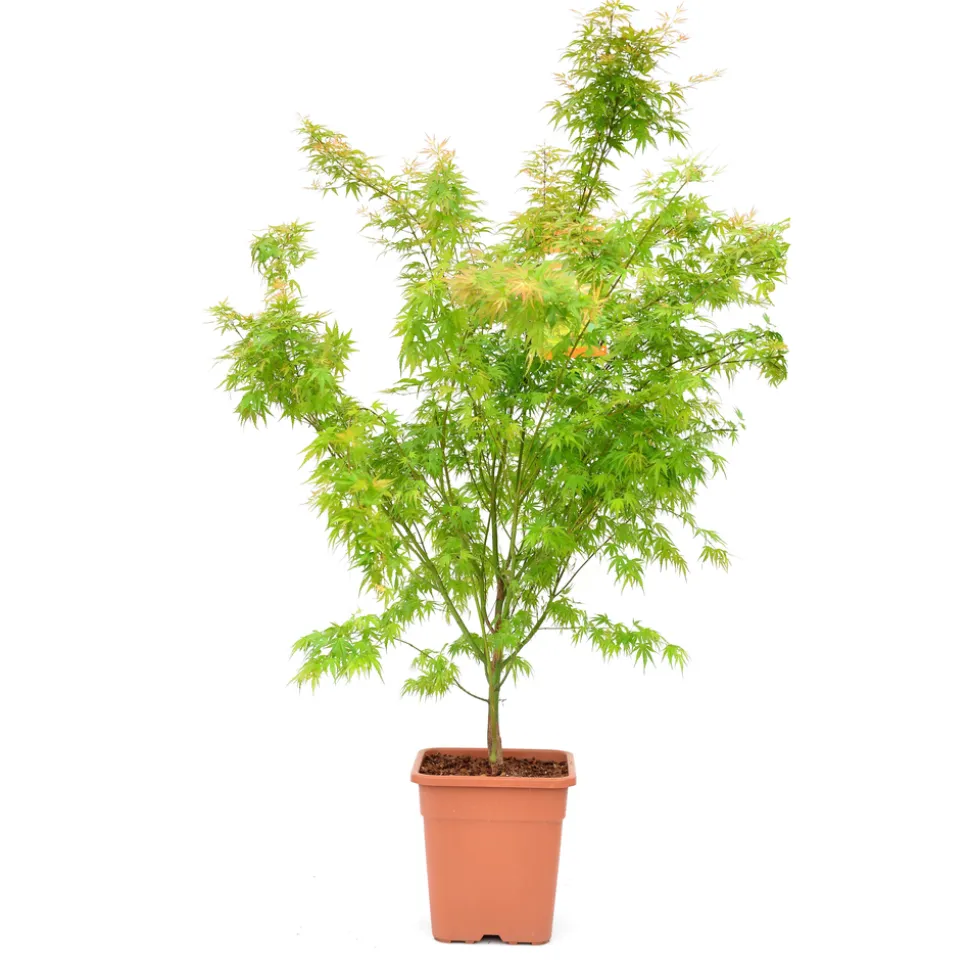 Acer palmatum, variétés variables : pot 14L