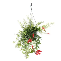 Aeschynanthus : suspension Ø15cm