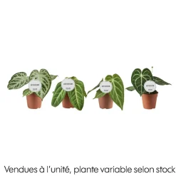 Anthurium mix, variétés variables : pot D.12cm