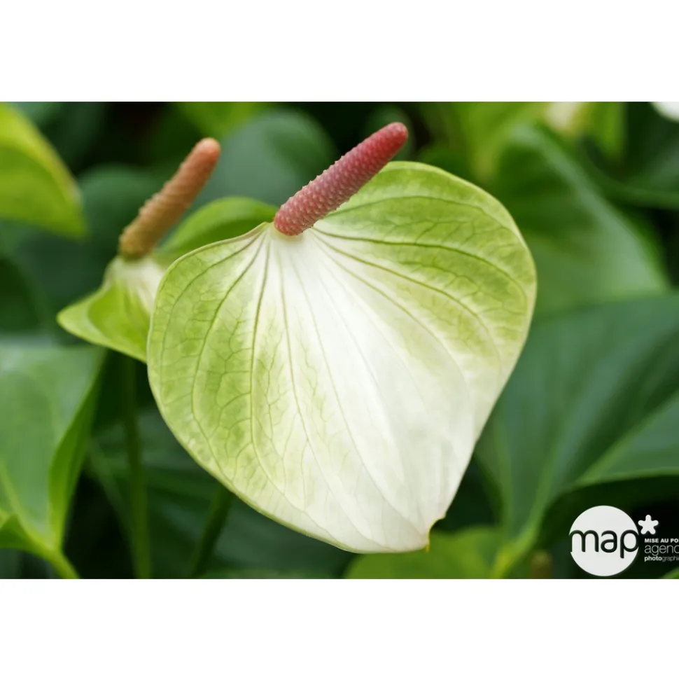Anthurium : plante Ø12cm H.35cm 4/5 fleurs pot