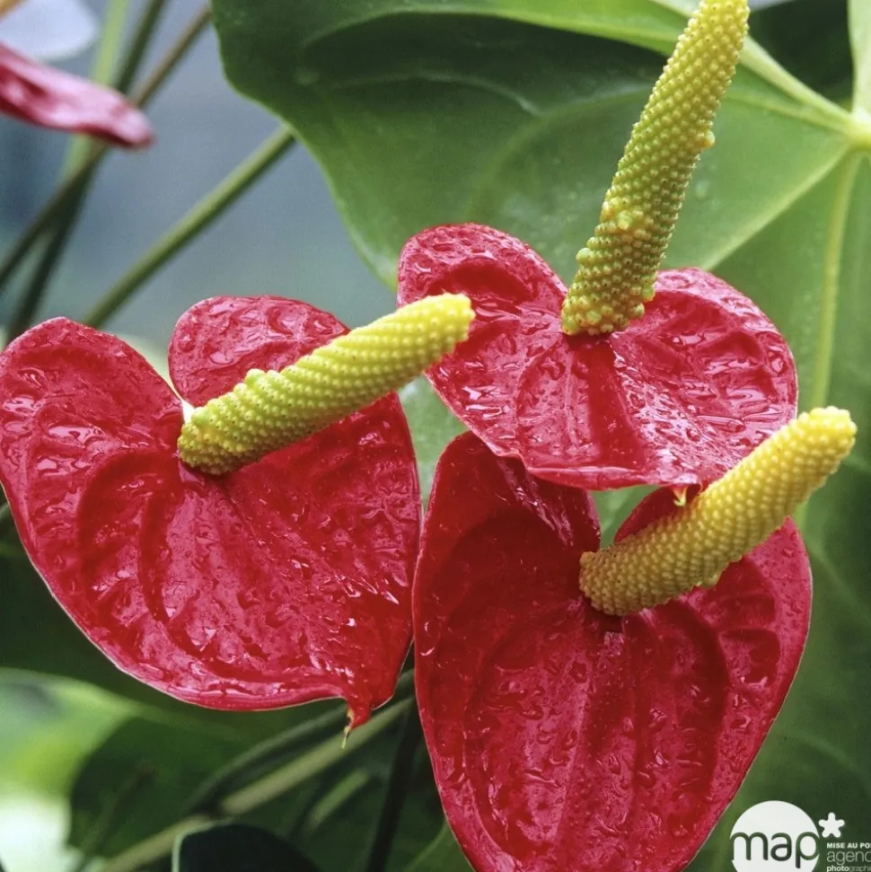Anthurium : plante Ø12cm H.35cm 4/5 fleurs pot