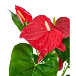 Anthurium : plante Ø12cm H.35cm 4/5 fleurs pot