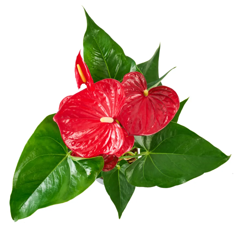 Anthurium : plante Ø12cm H.35cm 4/5 fleurs pot