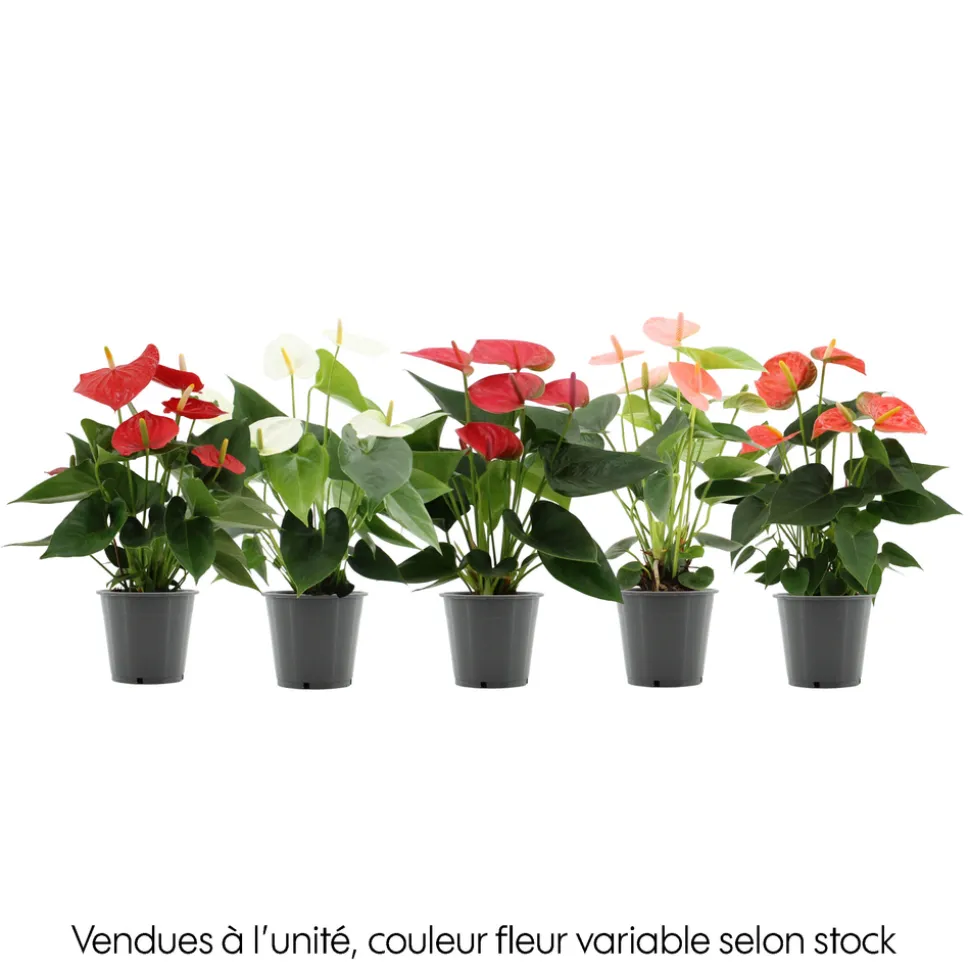 Anthurium : plante Ø12cm H.35cm 4/5 fleurs pot