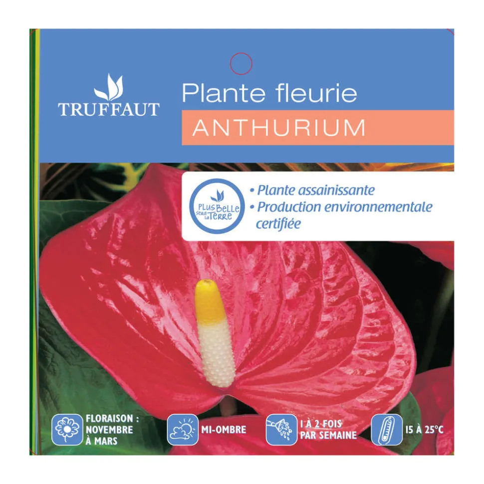 Anthurium : plante Ø12cm H.35cm 4/5 fleurs pot