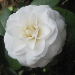 ARBORIX - Camélia blanc - camellia japonica wit - 60-80 cm pot