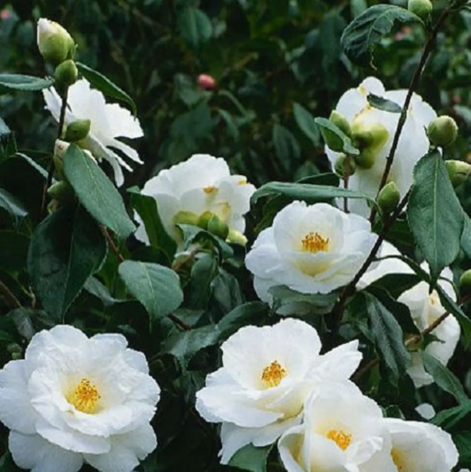 ARBORIX - Camélia blanc - camellia japonica wit - 60-80 cm pot