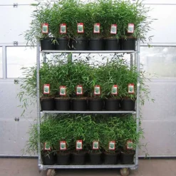 ARBORIX - Fargesia nitida 'great wall' - fargesia nitida 'great wall' - 60- 80 cm pot