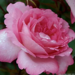 ARBORIX - Kordes eleganza® rosier - rosa 'eliza'