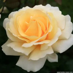 ARBORIX - Kordes eleganza® rosier - rosa 'winter sun'®