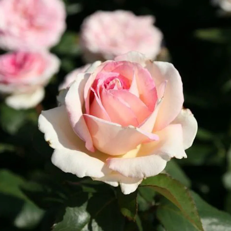 ARBORIX - Kordes eleganza® rosier - rosa 'souvenir de baden-baden'®