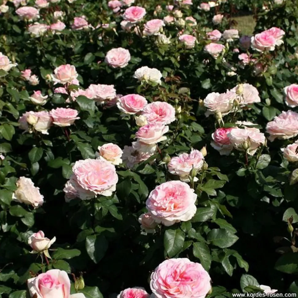 ARBORIX - Kordes eleganza® rosier - rosa 'souvenir de baden-baden'®