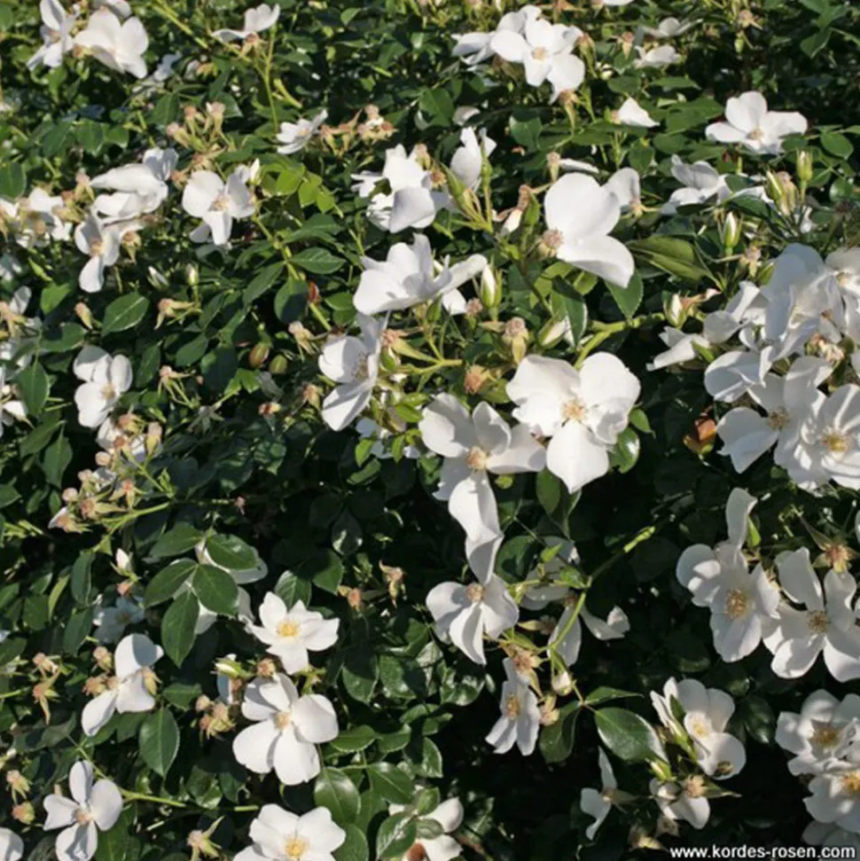 ARBORIX - Kordes nectar rosier - rosa 'escimo'