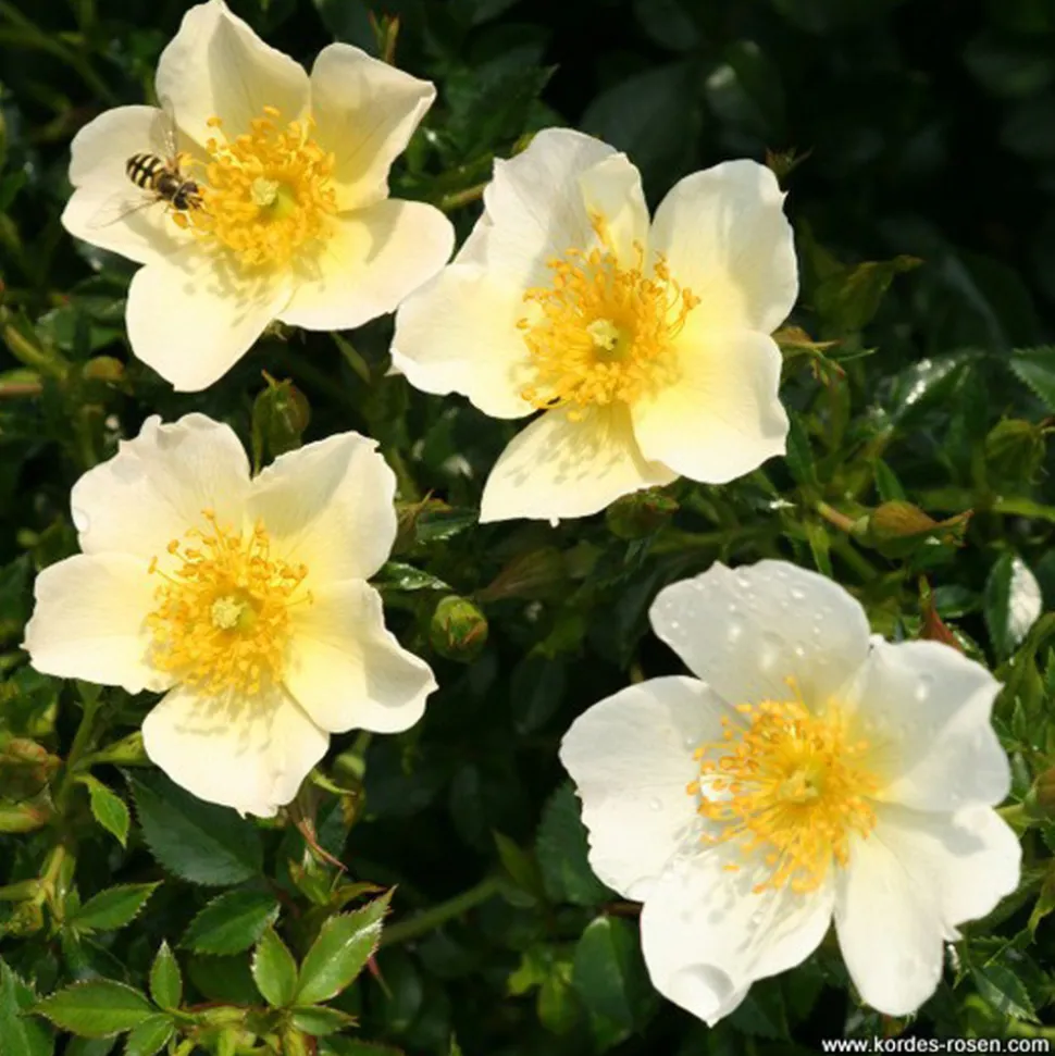 ARBORIX - Kordes nectar rosier - rosa 'sonnenröschen'®