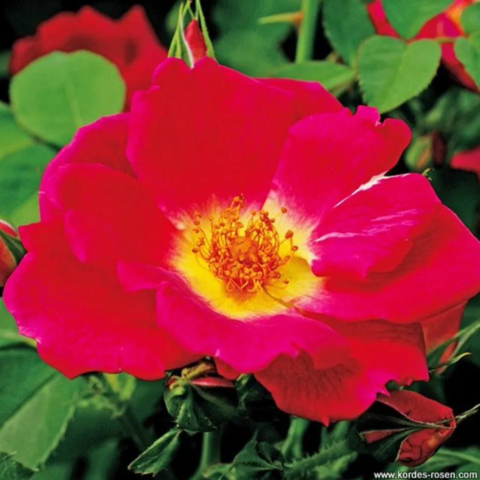 ARBORIX - Kordes nectar rosier - rosa 'weg der sinne'®