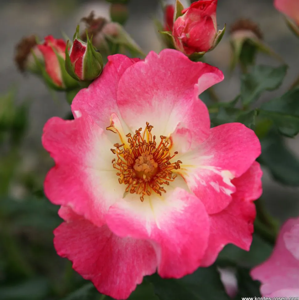 ARBORIX - Kordes nectar rosier - rosa 'dolomiti'