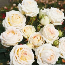 ARBORIX - Kordes parfuma® rosier - rosa 'kiss me kate'®