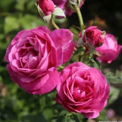 ARBORIX - Kordes parfuma® rosier - rosa 'carmen wurth'®