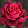 ARBORIX - Kordes parfuma® rosier - rosa 'gräfin diana'®
