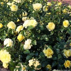 ARBORIX - Kordes rigo-rosier - rosa 'solero'®