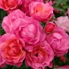ARBORIX - Kordes rigo-rosier - rosa 'rotilia'®