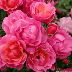 ARBORIX - Kordes rigo-rosier - rosa 'rotilia'®
