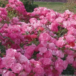 ARBORIX - Kordes rigo-rosier - rosa 'rotilia'®