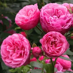 ARBORIX - Kordes rose des fées - rosa 'pomponella'®