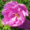 ARBORIX - Kordes-rugosa - rosa 'pink roadrunner'®