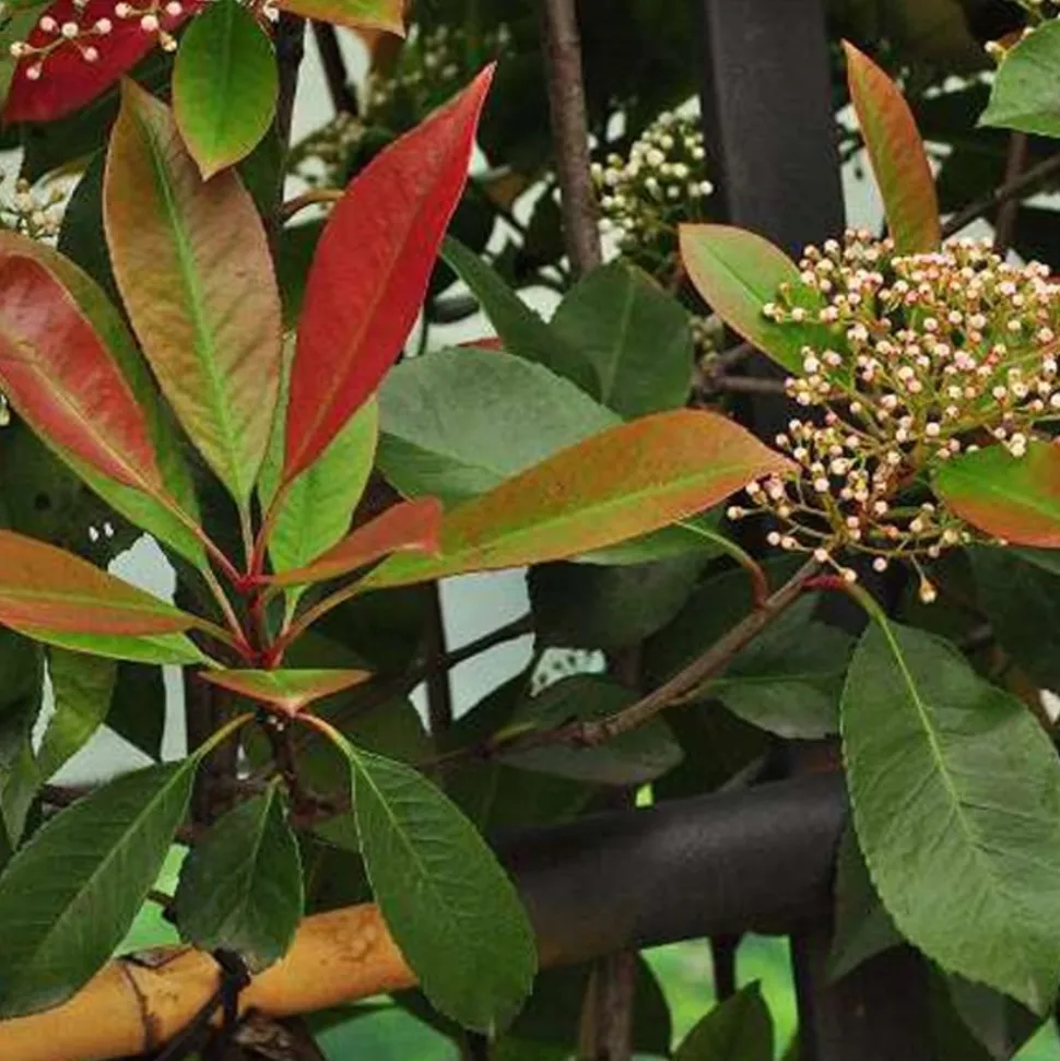 ARBORIX - Photinia x fraseri 'red robin' - photinia fraseri 'red robin' - 60-80 cm pot