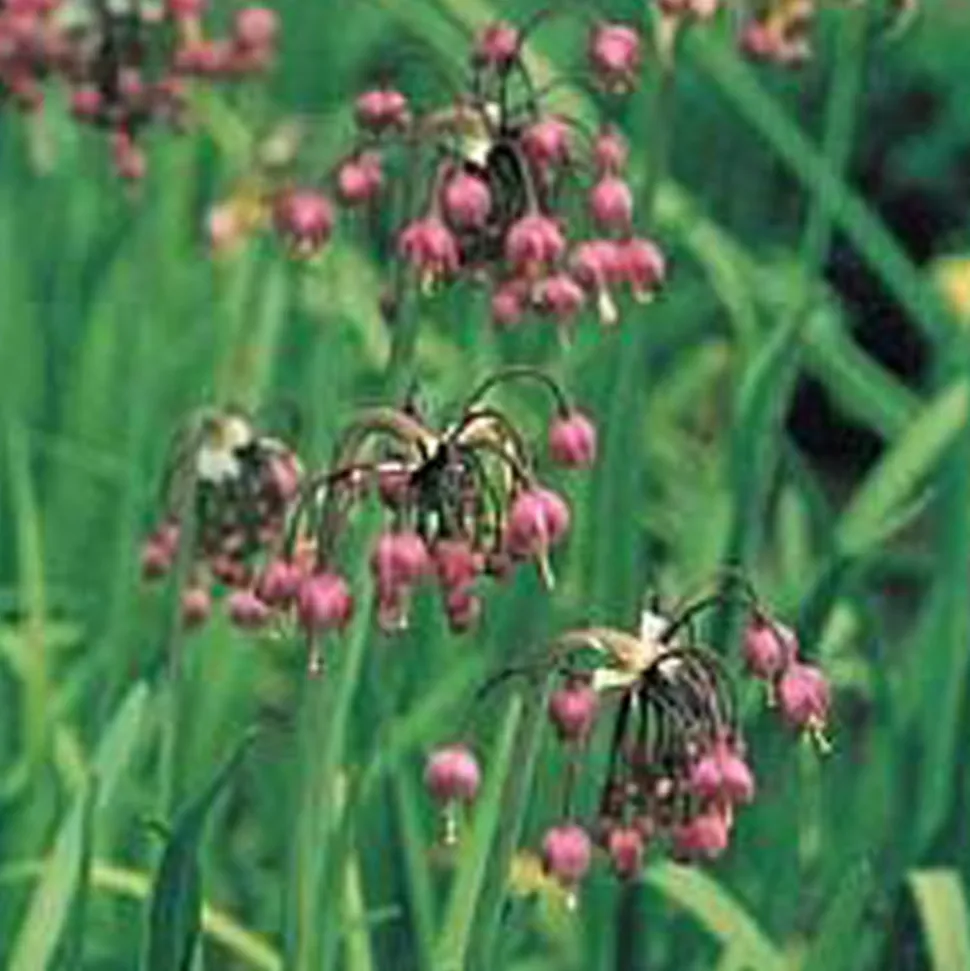 ARBORIX - 25 x ail d'ornement cernum - bulbes à fleurs de printemps