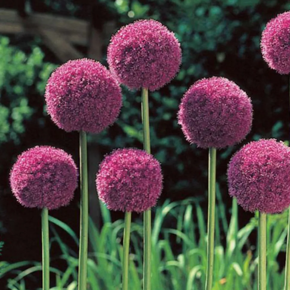 ARBORIX - 5 x ail d'ornement his excellency - 5 x allium his excellency