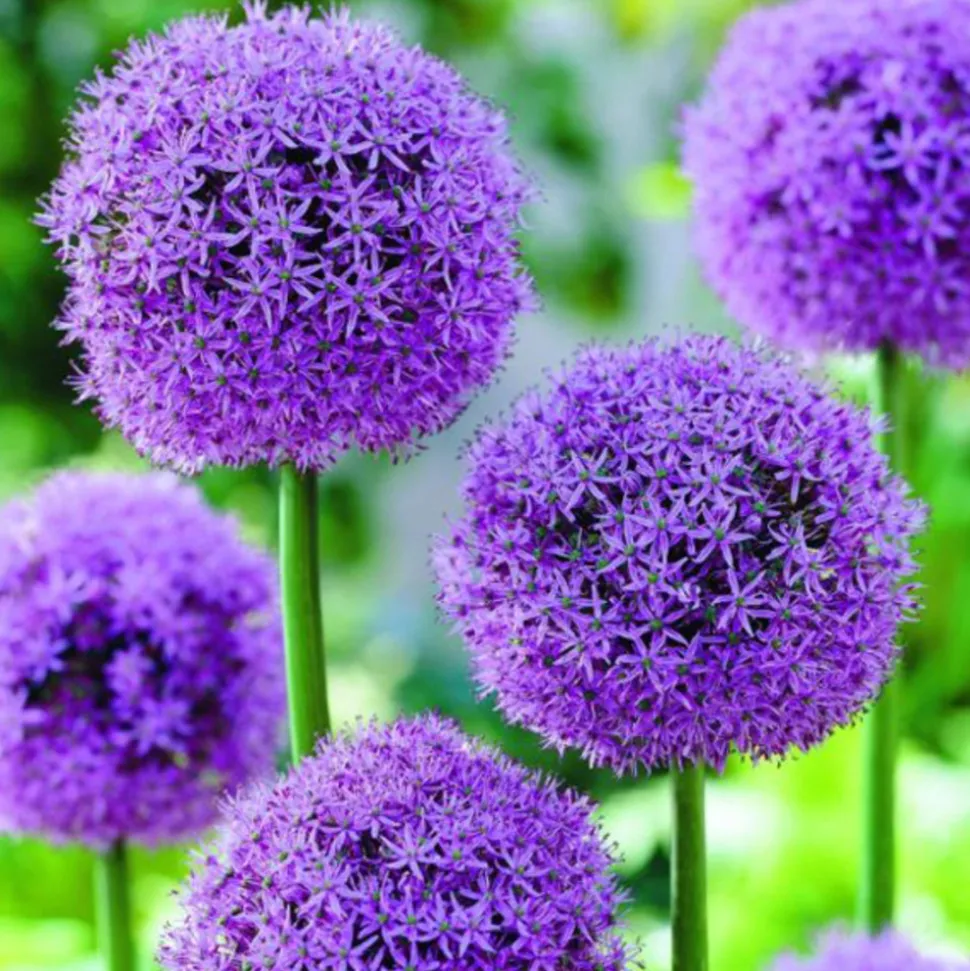 ARBORIX - 10 x ail d'ornement mars - bulbes à fleurs de printemps