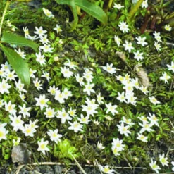ARBORIX - 5 x anemone nemerosa alba - 5 x anemone nemerosa 'alba'