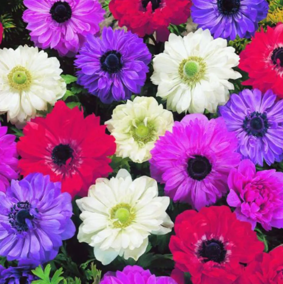 ARBORIX - 50 x anemone st. Brigid - bulbes à fleurs de printemps