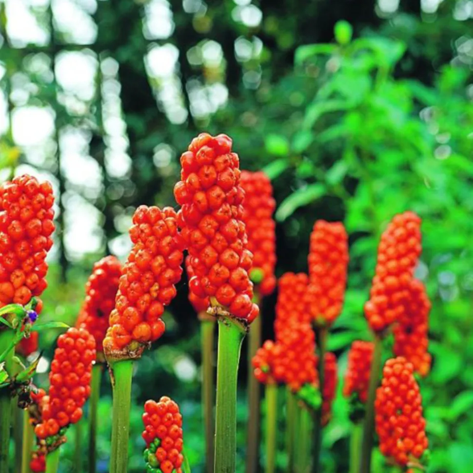 ARBORIX - 25 x arum italicum - bulbes à fleurs de printemps