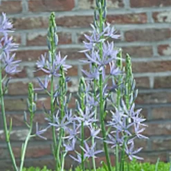 ARBORIX - 10 x camassia leichtlinii caerulea - bulbes à fleurs de printemps