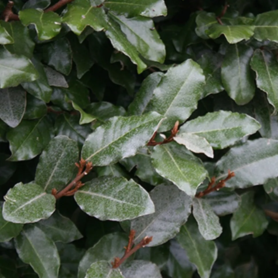 ARBORIX - 2 x chalef de ebbing - elaeagnus ebbingei - 40-60 cm pot