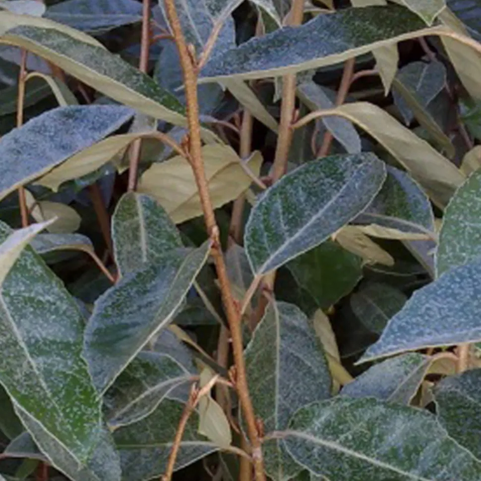 ARBORIX - 2 x chalef de ebbing - elaeagnus ebbingei - 60-80 cm pot