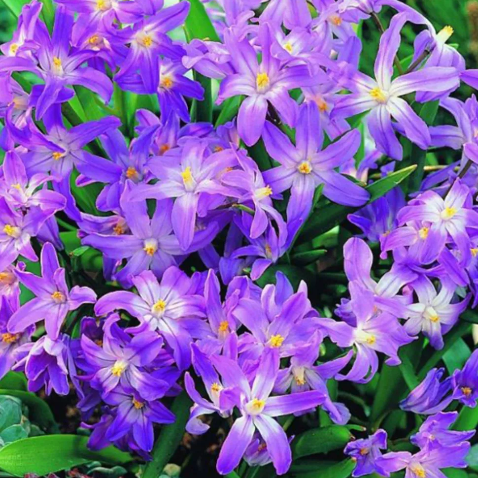 ARBORIX - 10 x chionodoxa pink giant - bulbes à fleurs de printemps