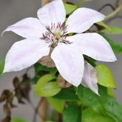 ARBORIX - 2 x clématite 'nelly moser' - clematis 'nelly moser' - 50-60 cm pot