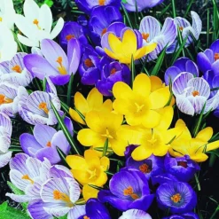 ARBORIX - 50 x crocus mix - bulbes à fleurs de printemps